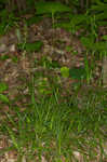 Sharpscale sedge